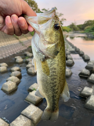 釣果