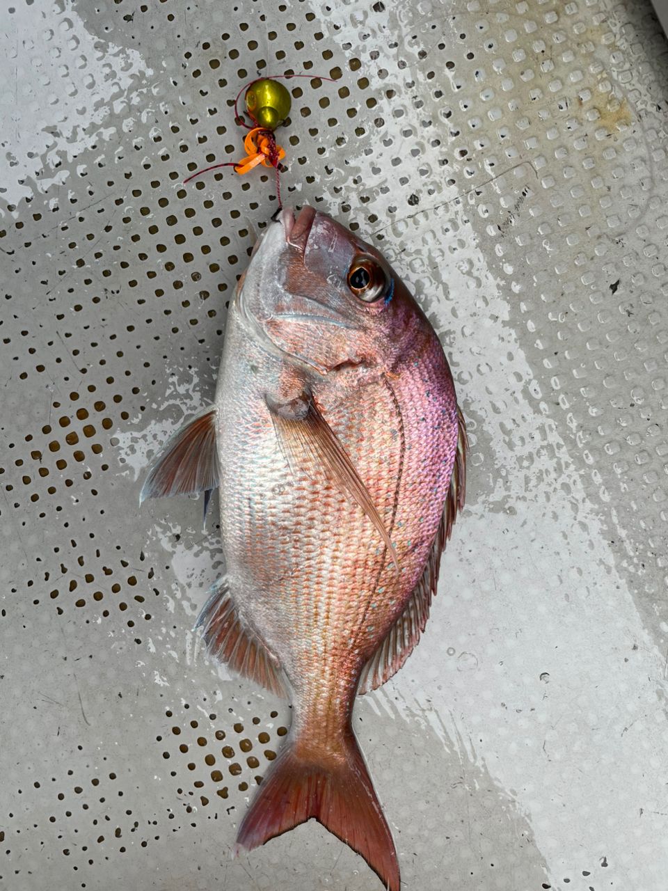 ジギング見習いさんの釣果 2枚目の画像