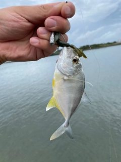 メッキの釣果