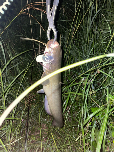 ナマズの釣果