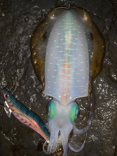 アオリイカの釣果