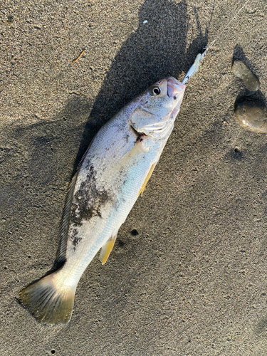 ニベの釣果