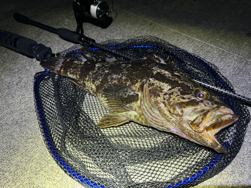 ベッコウゾイの釣果