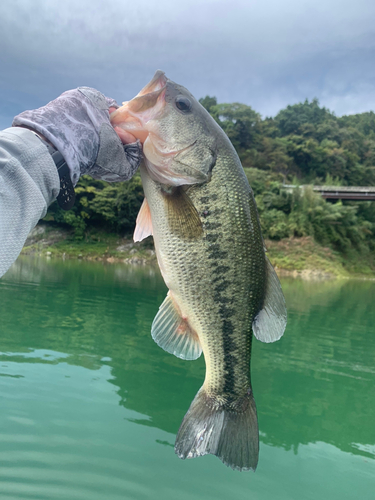 ラージマウスバスの釣果