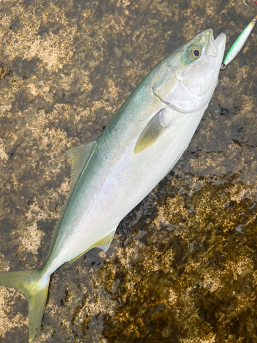 フクラギの釣果