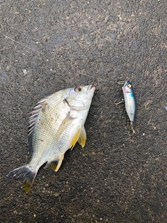 キビレの釣果