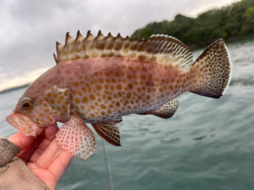 オオモンハタの釣果