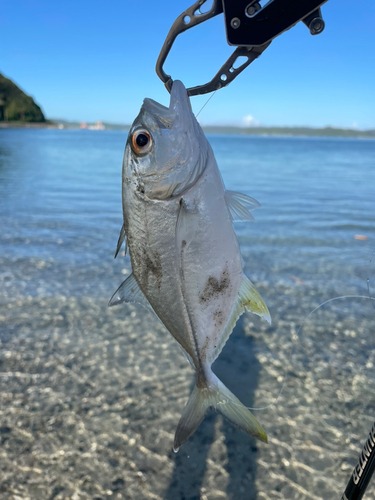 オニヒラアジの釣果