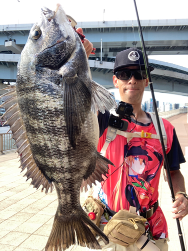 チヌの釣果