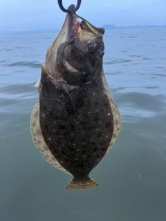 ヒラメの釣果