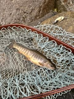 オショロコマの釣果