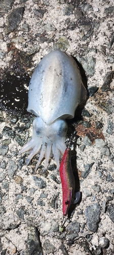 シリヤケイカの釣果