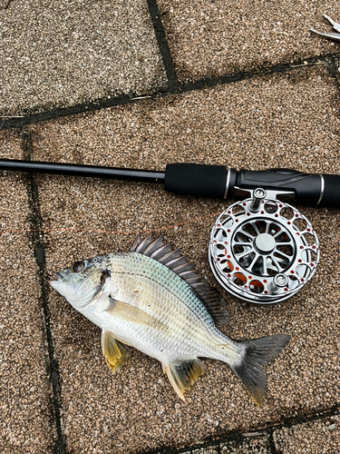 キビレの釣果