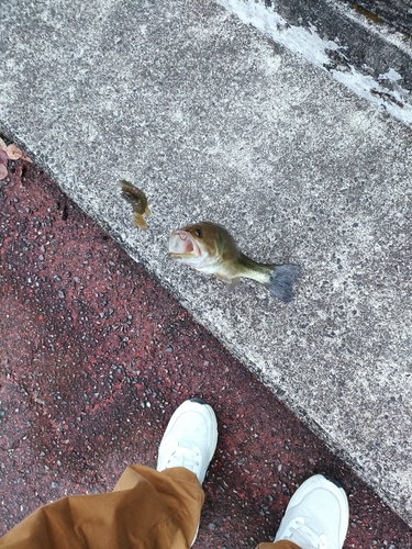 ブラックバスの釣果