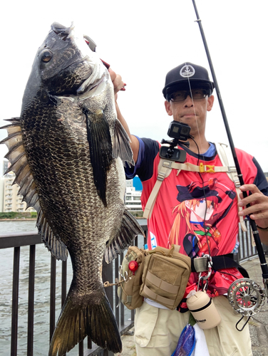 チヌの釣果