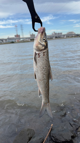 ウグイの釣果