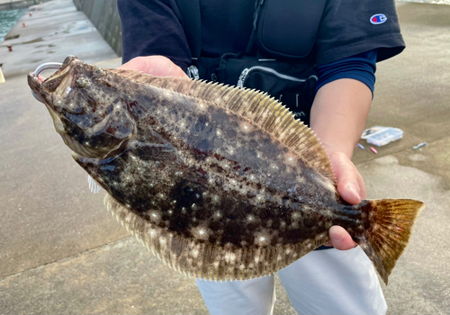 ヒラメの釣果