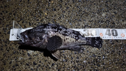 クロソイの釣果