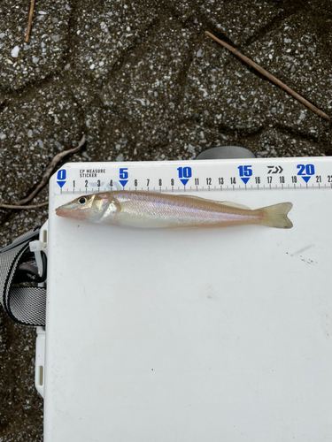 シロギスの釣果