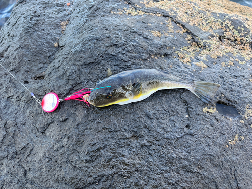 フグの釣果