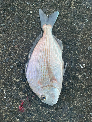 ヘダイの釣果