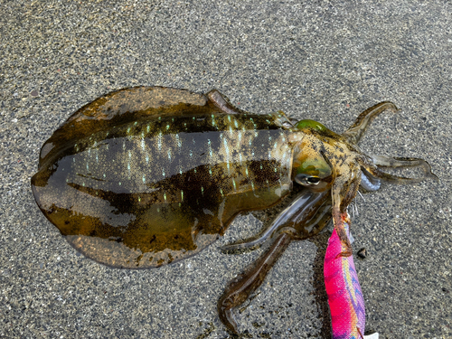 イカの釣果