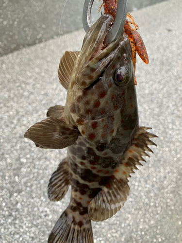 チャイロマルハタの釣果