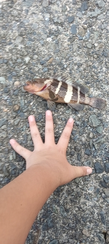 アオハタの釣果