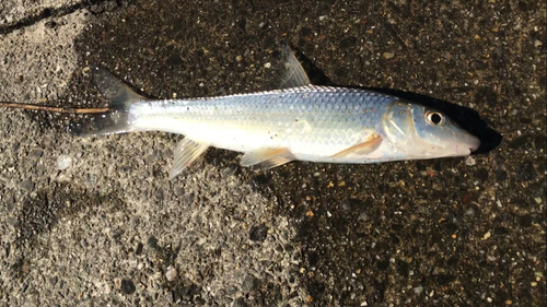 ニゴイの釣果