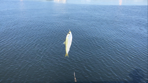 サッパの釣果