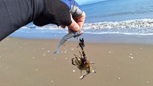 ガザミの釣果