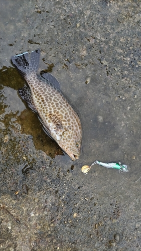 オオモンハタの釣果