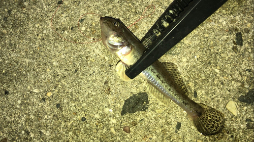 マハゼの釣果