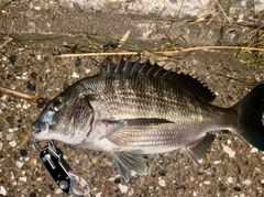 クロダイの釣果