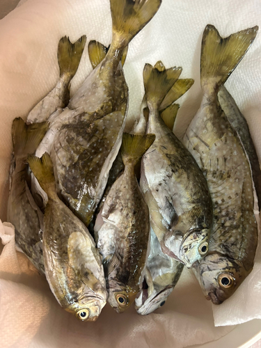 アイゴの釣果