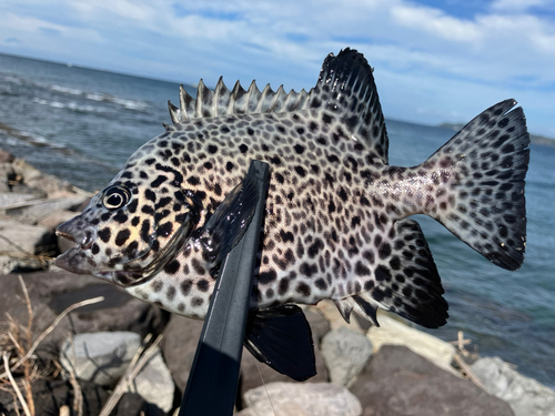 イシガキダイの釣果