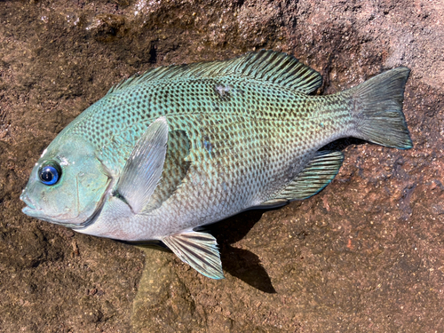 メジナの釣果