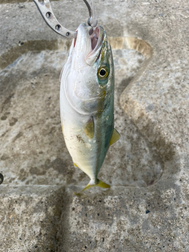 ワカシの釣果