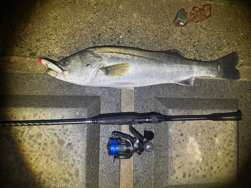 シーバスの釣果