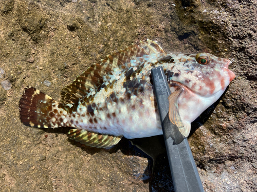 ブダイの釣果