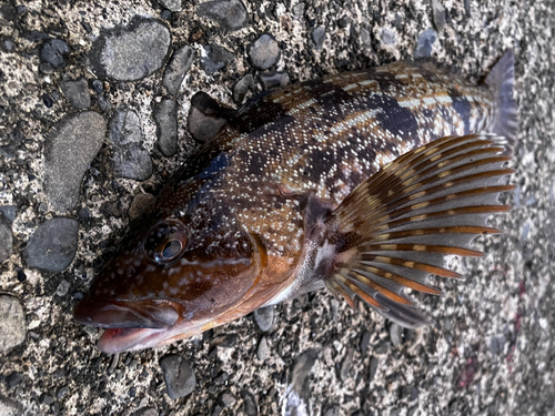 アイナメの釣果