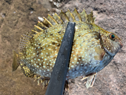 アイゴの釣果