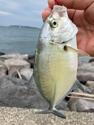 メッキの釣果