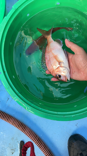 マダイの釣果