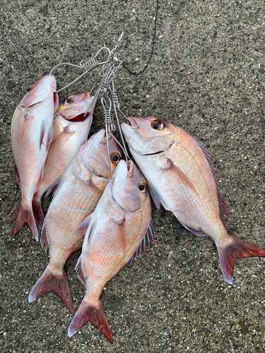 マダイの釣果