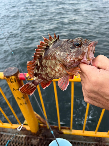 カサゴの釣果