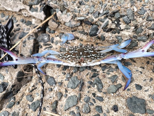 タイワンガザミの釣果