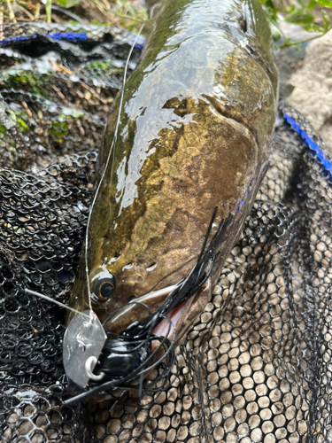 ライギョの釣果