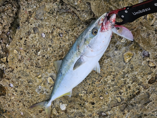 ヤズの釣果