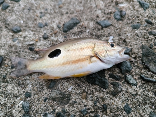 クロホシフエダイの釣果